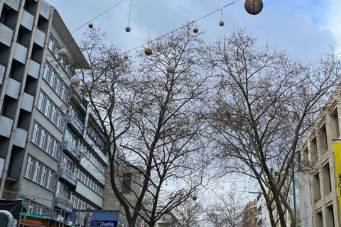 Platanen in der Kaiserstraße
