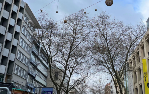 Platanen in der Kaiserstraße