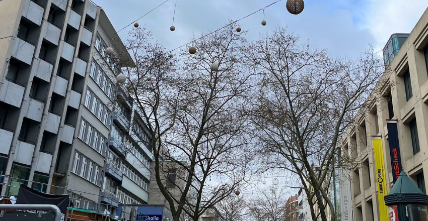 Platanen in der Kaiserstraße